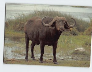 Postcard Buffalo