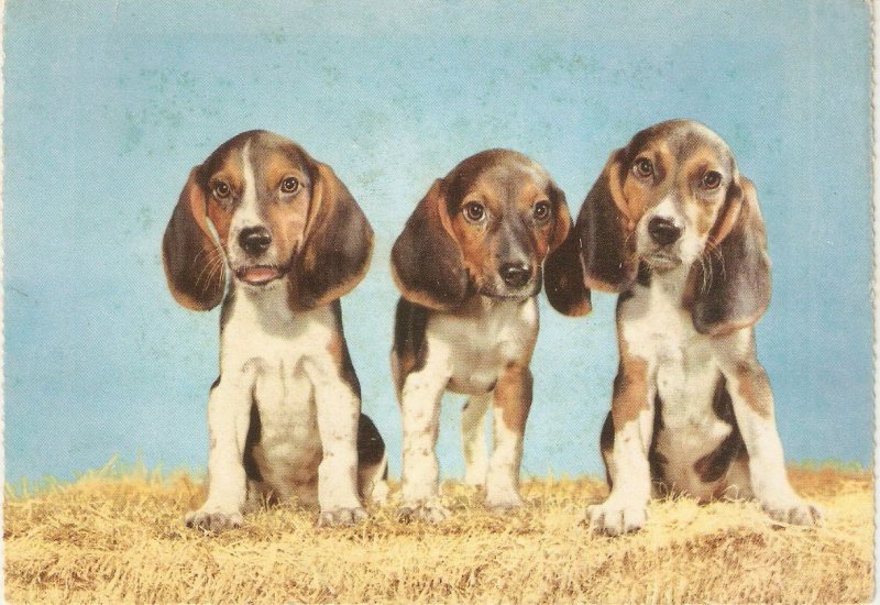 Three dogs Nice modern Italian photo postcard