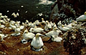 Canada Quebec Perce Bonaventure Island Gannet Families Nesting At The Bird Sa...