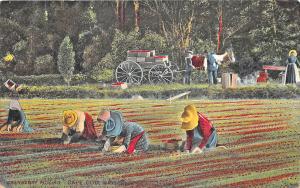 Cape Cod MA Workers Picking Cranberries Loading Horse & Wagon Postcard