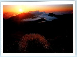 David Muench HALEAKALA NATIONAL PARK Maui HI Silversword Sunrise 5x6.5 Postcard