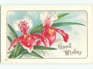 Divided-Back BEAUTIFUL FLOWERS SCENE Great Postcard AA3040