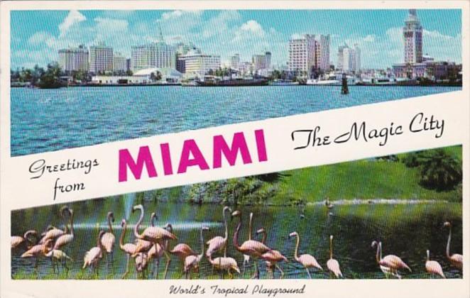 Florida Greetings From Miami With Skyline and Flamingos At Parrot Jungle 1959