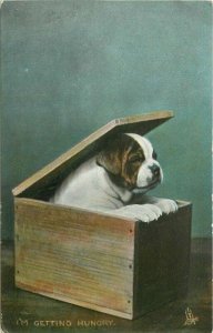 C-1910 Dog in a box Getting Hungary Tuck #4448 Postcard 21-12832