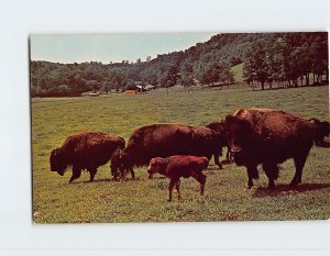 Postcard American Buffalo, Circle M Zoo, Stuart, Virginia