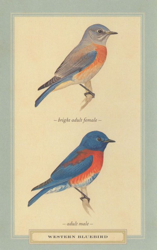 Western Bluebird Male & Female Stunning Blue Bird Postcard