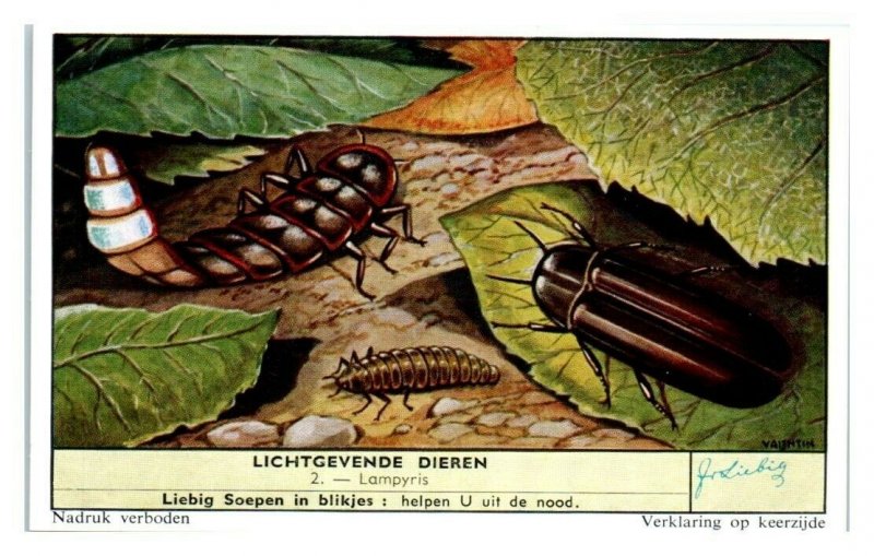 Glow Worms Lampyris, Luminous Animals Liebig Belgian Trade Card *VT28A