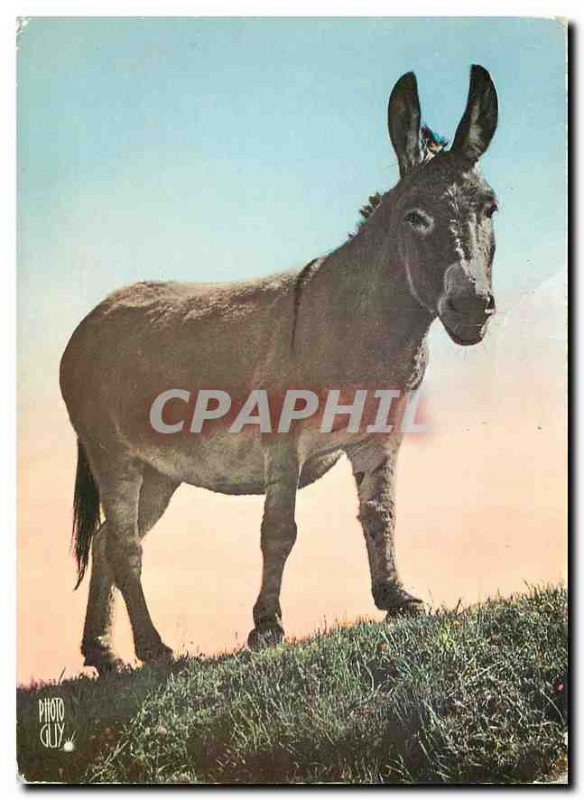 Postcard Modern Alpine Scene Donkey Mule