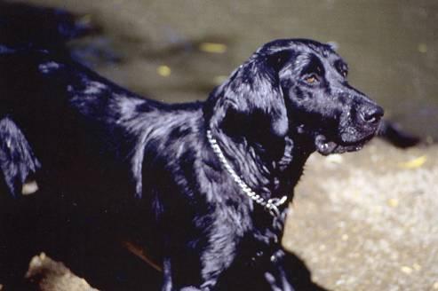 Dog - Black Lab Mix