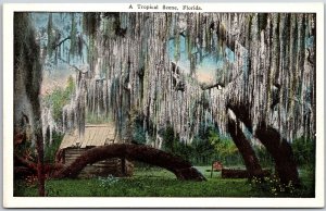 A Tropical Scene Florida Oak Trees In Bloom Sunny Day Postcard