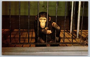 Animals~St Louis MO~The Fabulous Mr Moke Monkey @ Forest Park Zoo~Vtg Postcard