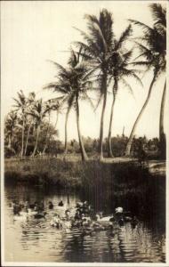 Waikiki HI Duck Pond - Belongs to Chinese Written on Back Real Photo Postcard