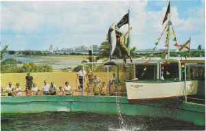 Record High Jumps Porpoise Taking Fish Seaquarium Miami Florida