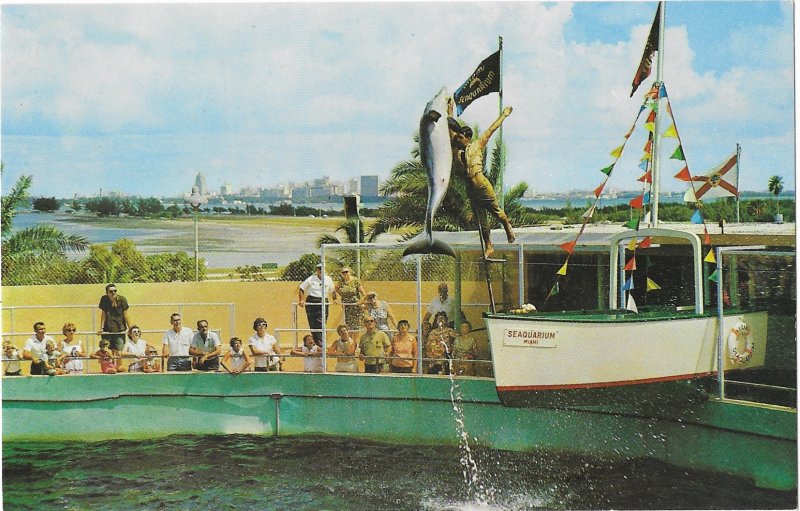 Record High Jumps Porpoise Taking Fish Seaquarium Miami Florida
