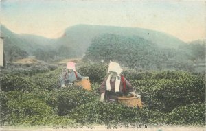 Postcard C-1905 Japan Wujitea pickers hand colored occupation 23-11138