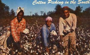 USA - Cotton Picking in the South
