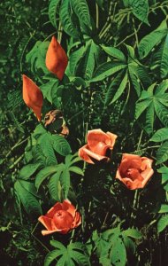 Vintage Postcard Wood Rose Morning Glory Family Dry Floral Arrangements Hawaii