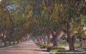 A Pepper Tree Driveway In Southern California