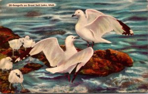 Utah Seagulls On Great Salt Lake