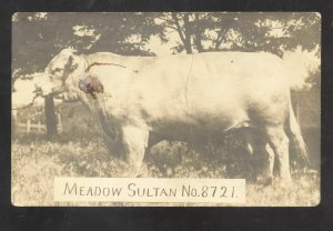 RPPC WASHINGTON KANSAS POLLED DURHAM BULL VETERINERIAN REAL PHOTO POSTCARD