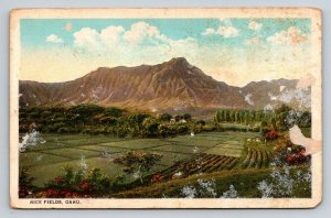 Rice Fields  Oahu  Hawaii    Postcard