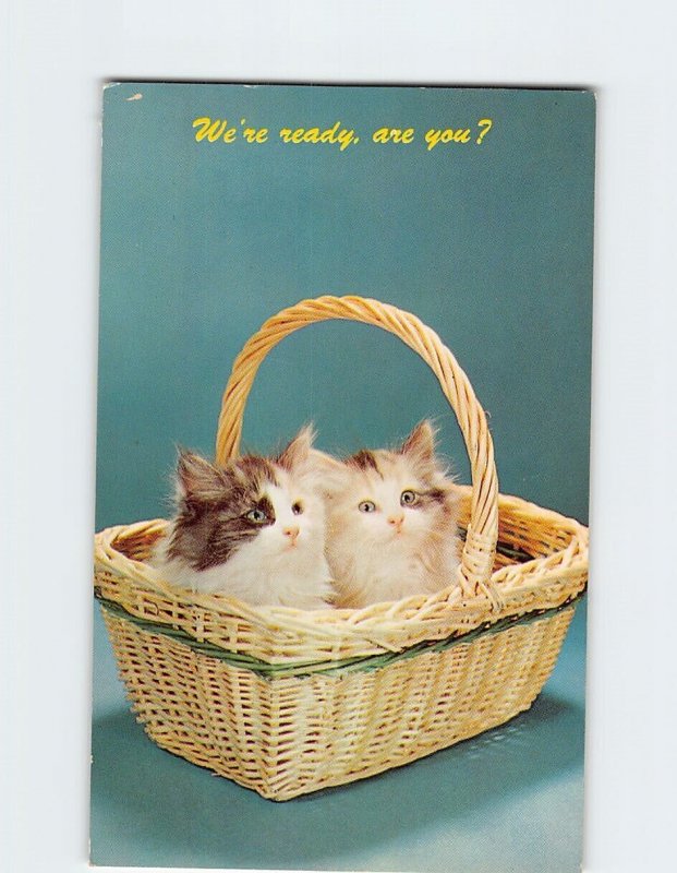 Postcard We're Ready, Are You? Two Cute Kittens on a Basket