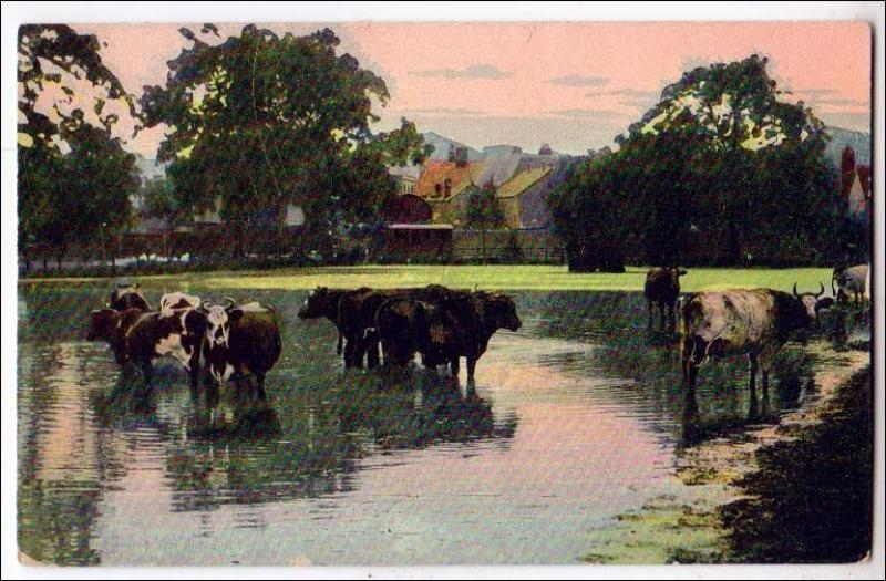 Cows in Water