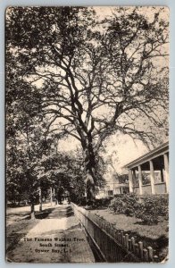 1915  Walnut Tree  South Street  Oyster Bay  Long Island  New York    Postcard