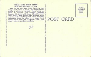 Texas Longhorn Steer Width Of Horns 9'  6 Vintage Postcard Standard View Card 