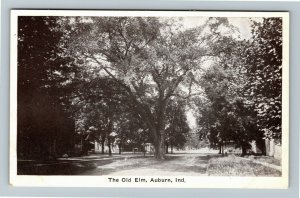 Auburn IN- Indiana, The Old Elm, Outside View, Trees, Vintage Postcard 