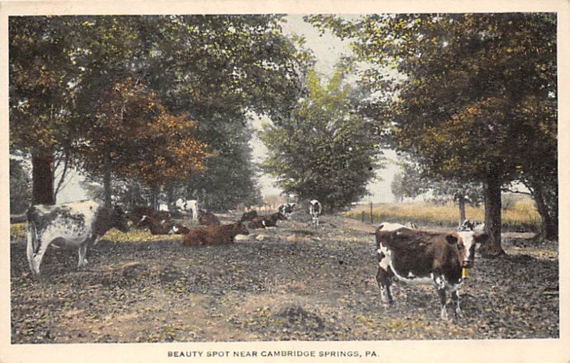 Beauty Spot Cambridge Springs, Pennsylvania, USA Cow 1914 