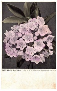 Mountain Laurel