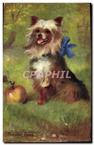 Postcard Old Dog Dogs Puppy Yorkshire Terrier