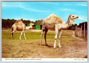 Arabian Camels, Alberta Game Farm, Edmonton Canada, Chrome Postcard, NOS