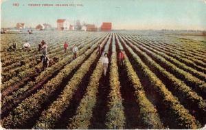 Orange County California Celery Fields Antique Postcard J51791