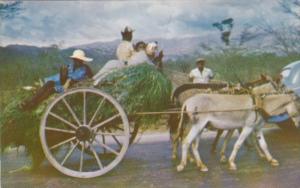 Jamaica Homeward Bound Native Donkey Cart