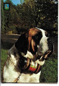 San Bernardo dog Modern Spanish photo postcard