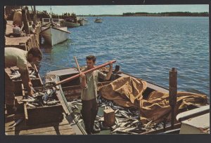 PEI Prince Edward Island RUSTICO HARBOUR unloading days catch Mackerel ~ Chrome