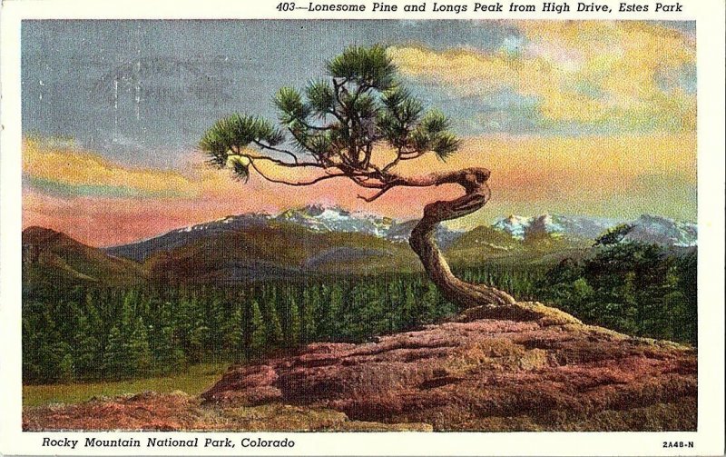 Lonesome Pine Longs Peak High Drive Estes Park CO Postcard Standard View Card  