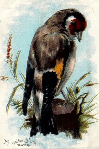 c1880 METROPOLITAN LIFE INS. CO NEW YORK BIRD HOME PHYSICIAN TRADE CARD 25-217