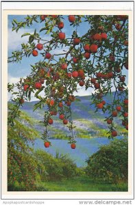 Canada Apple Trees Okanagan Valley British Columbia