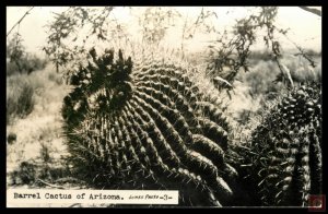 Barrel Cactus of Arizona