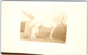 c1900s Huge Beautiful White Horse RPPC Heavy Breed Boulonnais Real Photo PC A135