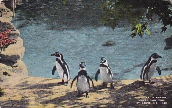 Penguins On Parade Forest Park Zoo Saint Louis Missouri