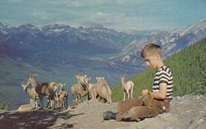 Canada Boy With Sheep Sulphur Mountain Banff Alberta