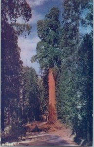 California Tree Between Kern Canyon & Sequoia National Park California Postcard