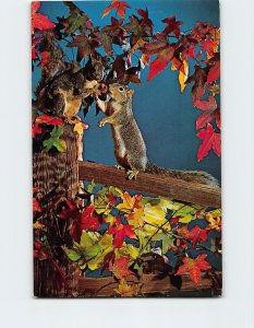 Postcard Two Squirrels eating at a tree