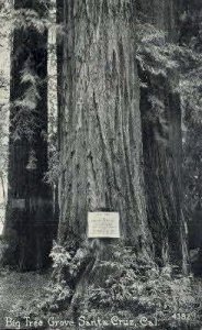 Big Tree Grove - Santa Cruz, CA