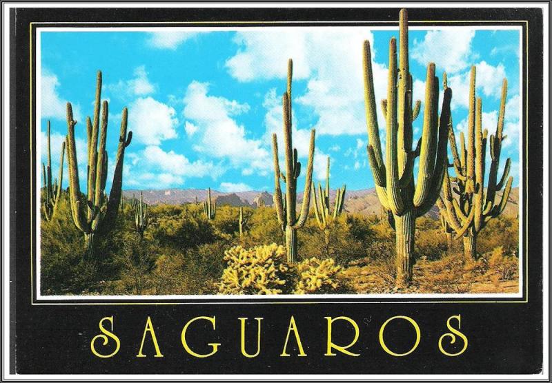Arizona Saguaros - Cactus - [AZ-096X]