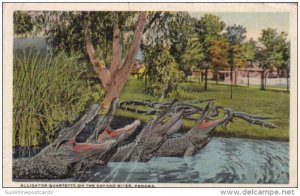 Panama Alligator Quartet On The Bayano River 1921